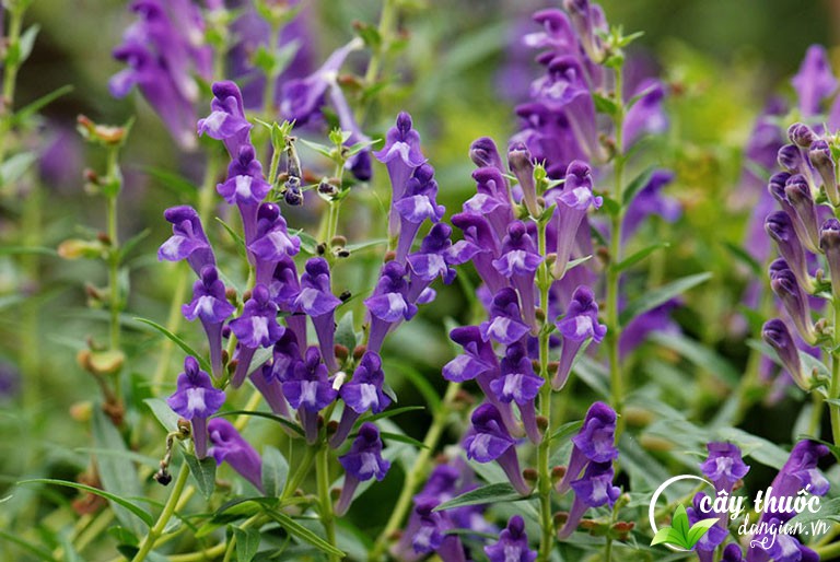 su-dung-ban-chi-lien